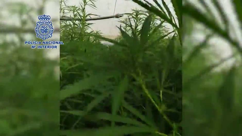 Detenidas Cuatro Personas Tras Desarticular Una Plantaci N De Marihuana