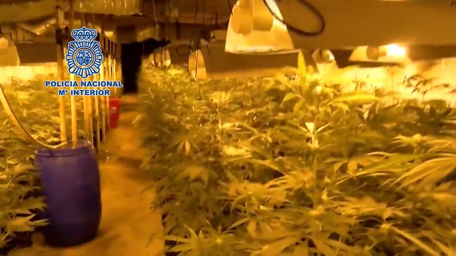 Desmantelada en Toledo la mayor plantación subterránea de marihuana