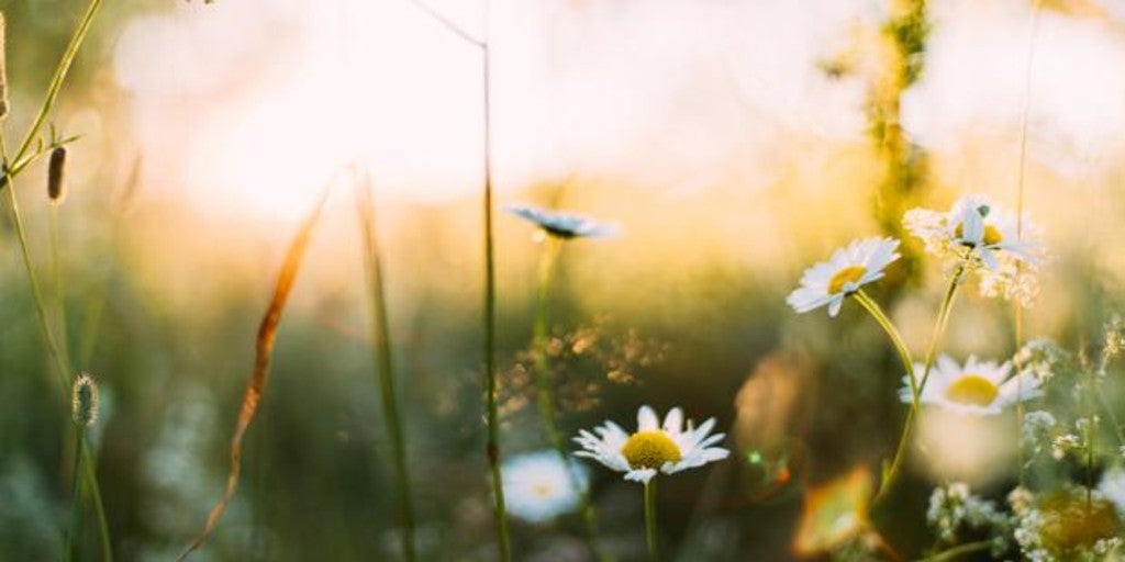 Por qué se dice que la primavera la sangre altera y cómo aprovecharlo