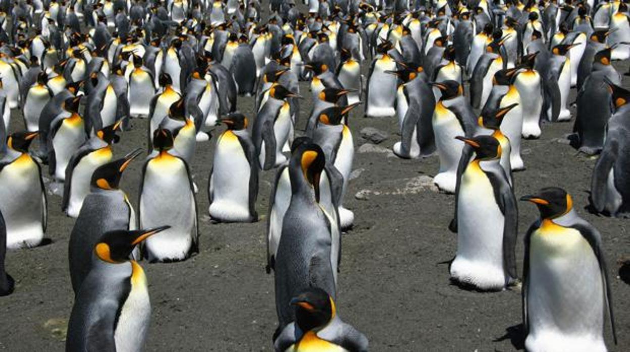 Por qué han desaparecido casi un millón de pingüinos rey sin dejar rastro