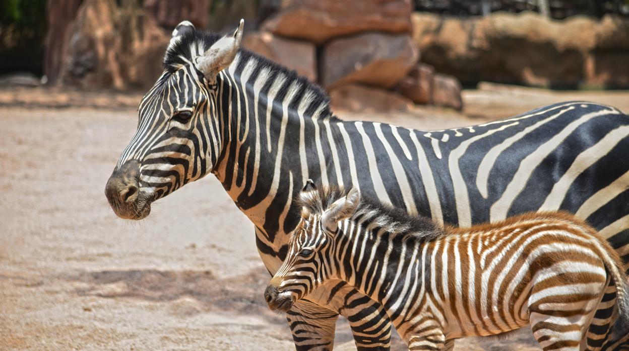 Nace La Primera Cebra Del A O En Bioparc Valencia