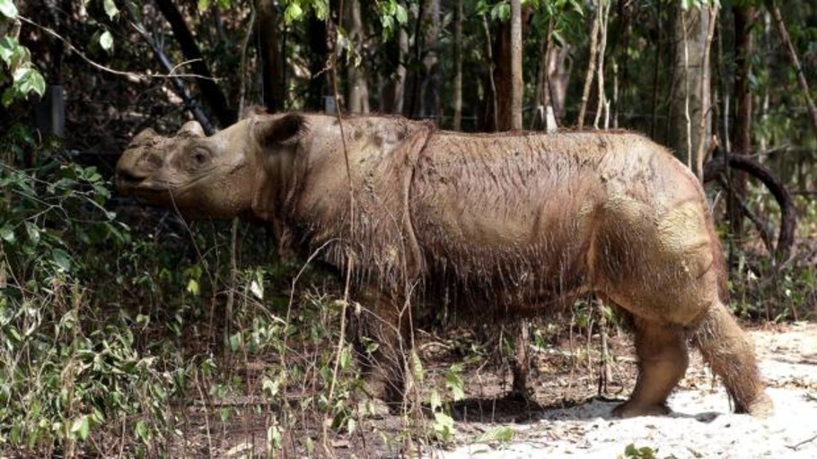 Muere El Ltimo Rinoceronte De Sumatra Macho De Malasia