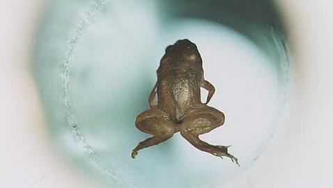 De levitar ranas a premio Nobel