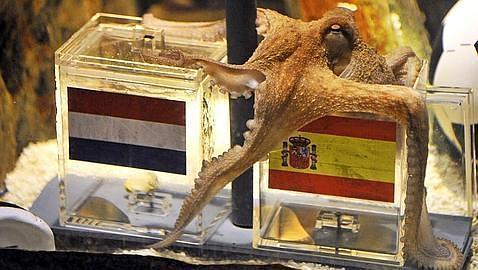 Muere el pulpo Paul