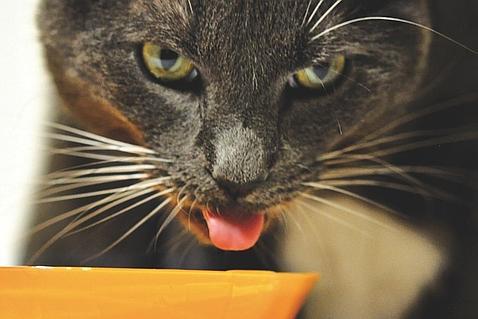 El secreto de la lengua de los gatos