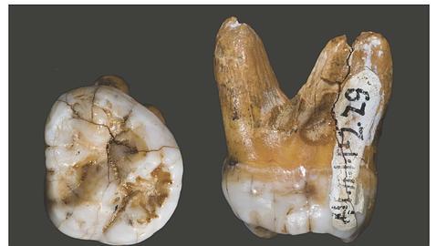 Descubren una «tercera rama evolutiva» de los humanos modernos