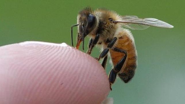 Los teléfonos móviles matan a las abejas