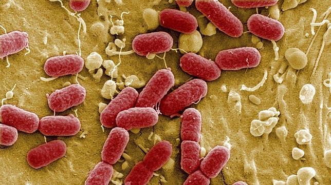 como eliminar la escherichia coli del agua