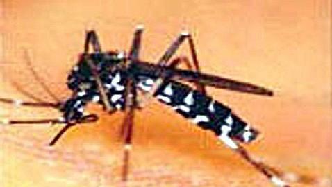 Qué debes hacer si te pica un mosquito tigre