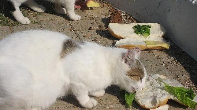 Multas de 300 euros para quien alimente a animales abandonados