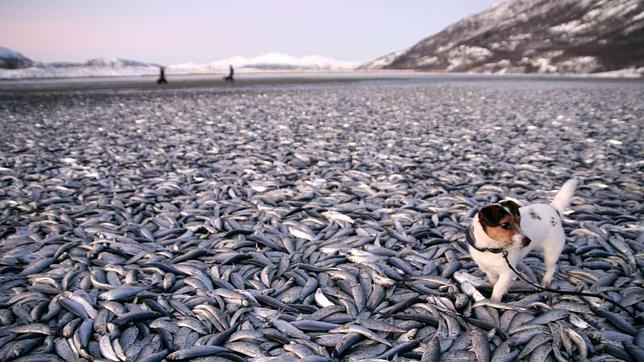 Miles de peces aparecen muertos en una playa de Noruega sin explicación