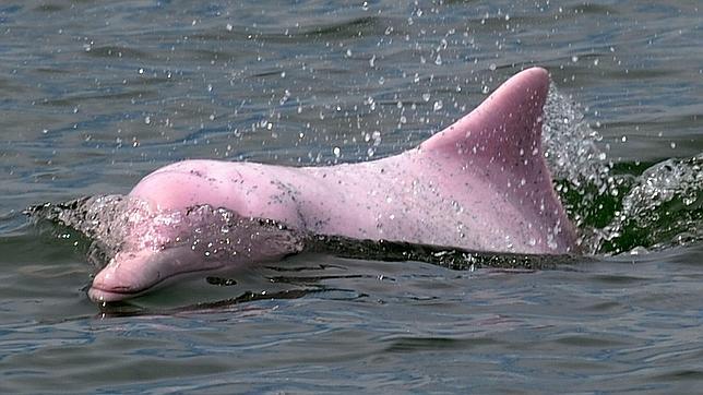 Al rescate del delfín rosa chino