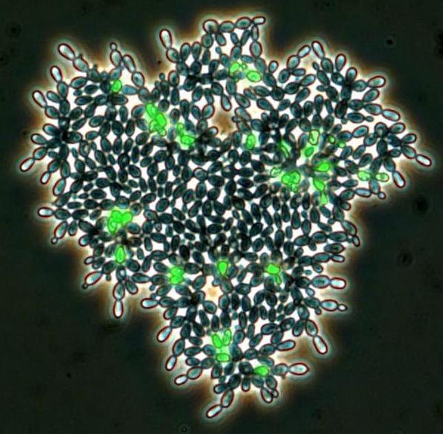 Científicos recrean por primera vez en laboratorio un paso clave para la evolución de la vida en la Tierra