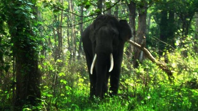 El hombre que plantó una selva