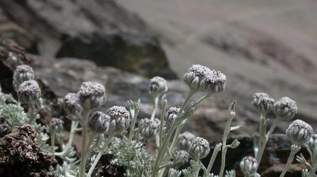 Estudian Los Usos Medicinales De Una Planta Endemica De Sierra Nevada