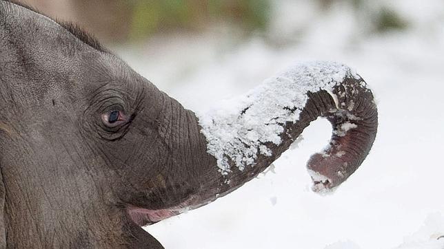 Dos elefantes se salvan de morir por el frío siberiano bebiendo vodka