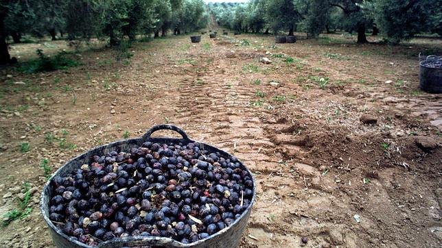 España, el mayor exportador de aceite de oliva del mundo