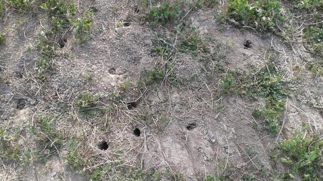Una plaga de topos hace peligrar los cultivos en varios pueblos oscenses