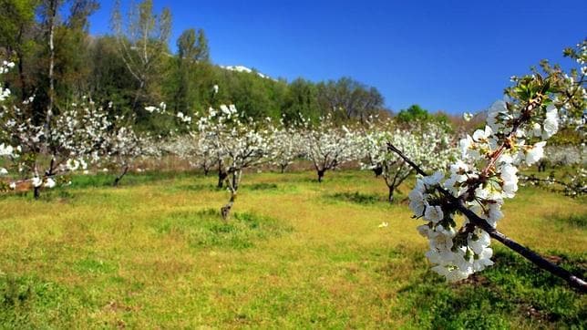 La Fiesta del 'Cerezo en Flor' del Valle del Jerte se celebrará el 22 de  marzo al 7 de abril