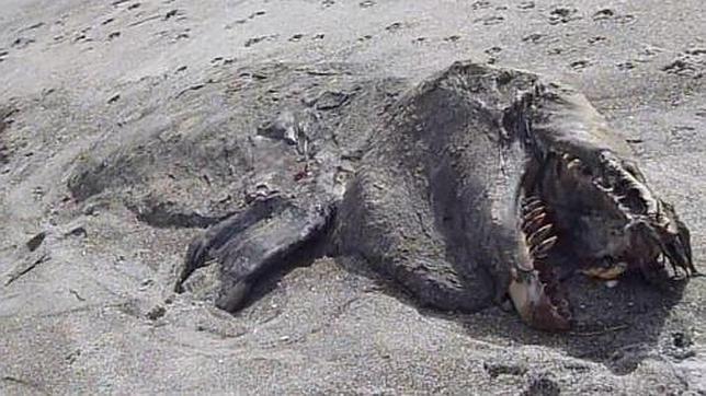 El misterioso «monstruo» de la playa de Nueva Zelanda