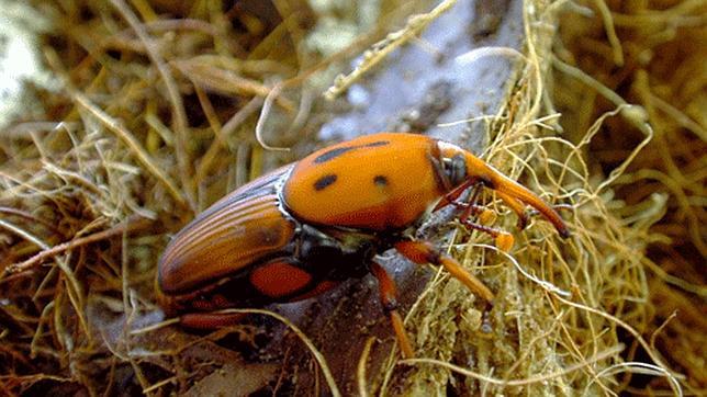 Insectos comestibles en oaxaca