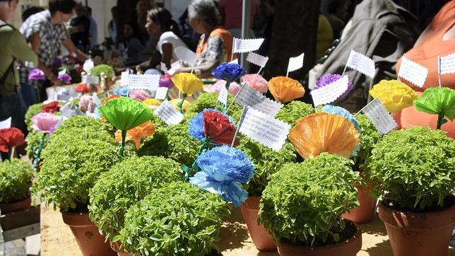 Los manjericos son otro símbolo de las fiestas de San Antonio
