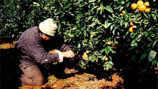 El número de agricultores y ganaderos autónomos se triplica desde el comienzo de la crisis
