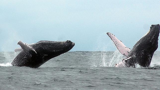 curiosidades fascinantes sobre las ballenas que aumentan su leyenda