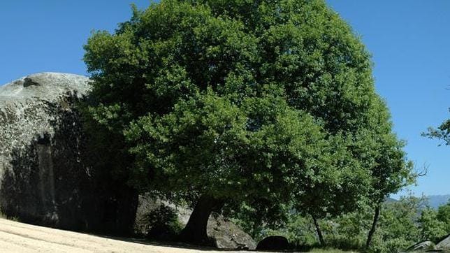 Los árboles más raros de España