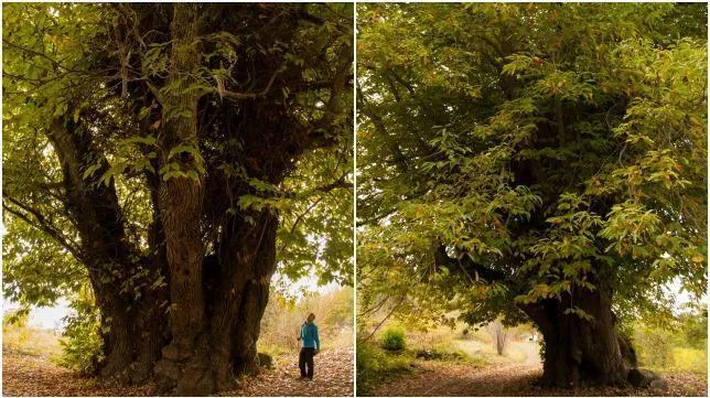 Los árboles más raros de España