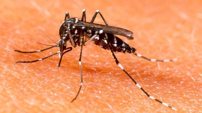 El Ministerio de Sanidad creó hace años un equipo de vigilancia contra este insecto