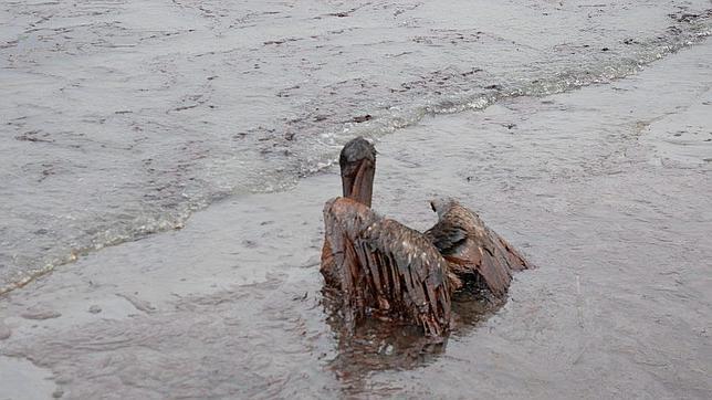 Un pelicano cubierto de petróleo; costa de Grand Isle, Luisiana (EE.UU.); junio de 2010 (tras el desastre de BP)