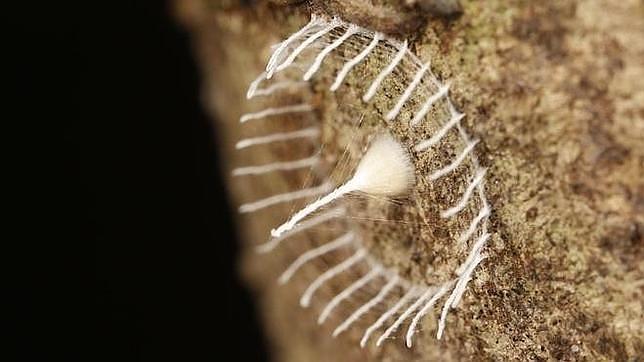 Resuelto el misterio de la extraña red hallada en el Amazonas peruano