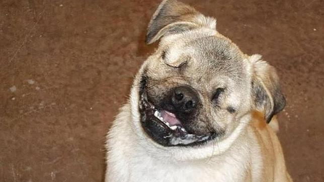 Xander es un perro carlino