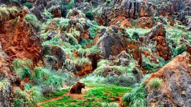 Oso pardo en Cabárceno