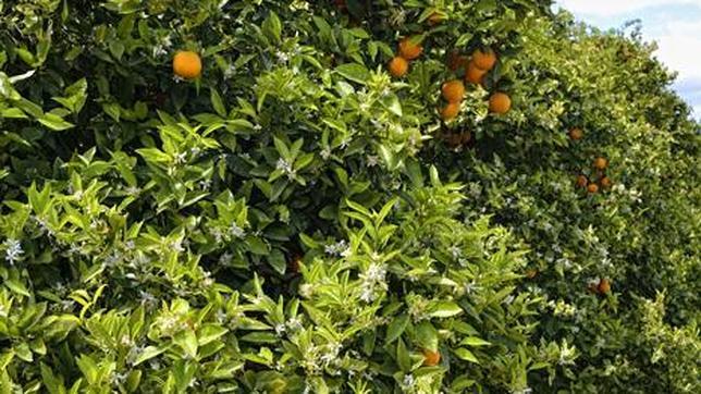 Imagen de unos naranjos en flor