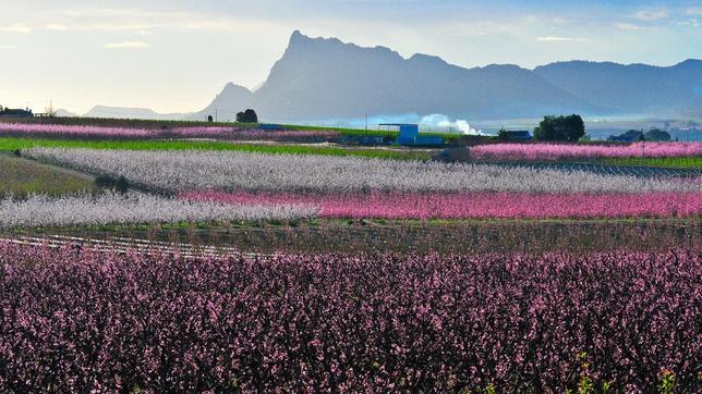 Imagen de la floración en Murcia