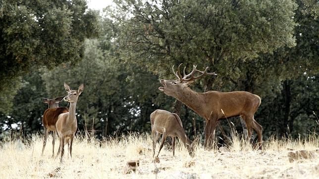 Los ciervos se están convirtiendo en un problema para la agricultura del Alto Tajo