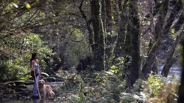 Las fragas del Eume ocupan 9.000 hectáreas de superficie protegida