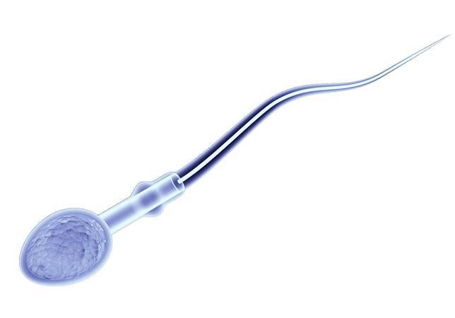 personas con un solo testiculo puede tener hijos