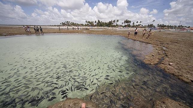 Las piscinas naturales que deja la marea al retirarse en Puerto Galinhas