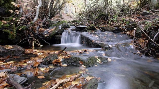 El hayedo de Tejera Negra es un lugar idílico para perderse entre la naturaleza