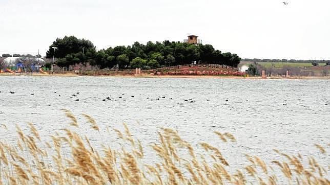 La presencia de aves acuáticas es el principal atractivo de las lagunas de Villafranca de los Caballeros 