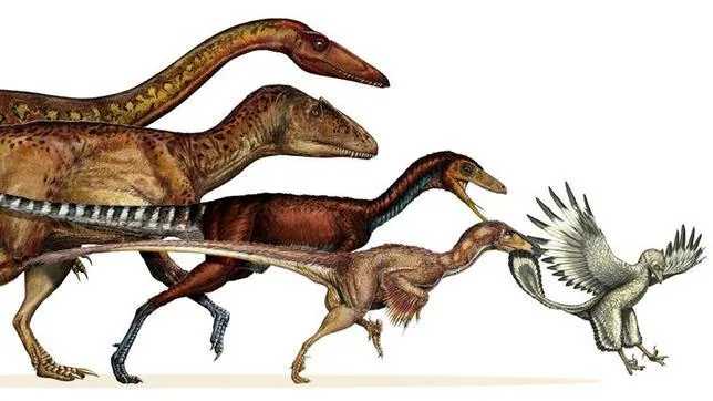 Así Evolucionaron Los Dinosaurios Hasta Convertirse En Aves - 