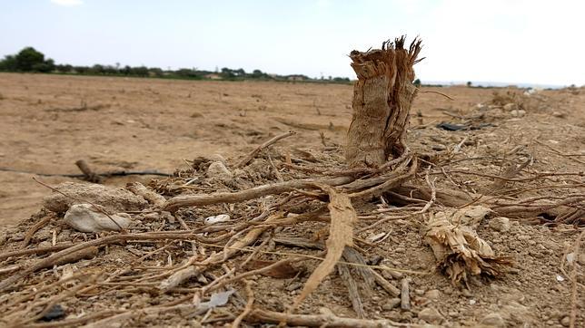 Imagen de un cultivo seco en el Campo de Elche