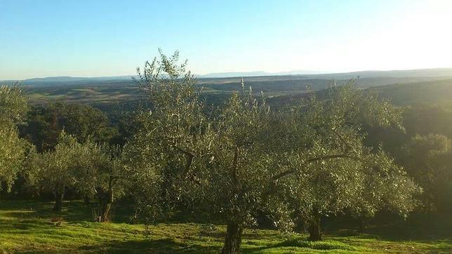 Olivos en Extremadura