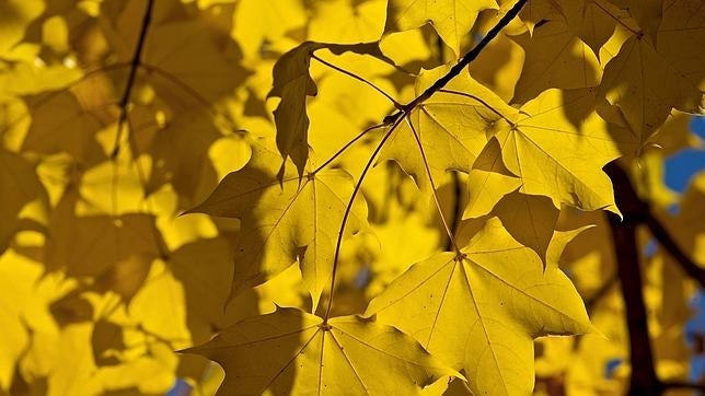 Los rayos del sol se filtranentre las hojas de unos árboles en una tarde otoñal en un parque de Zúrich