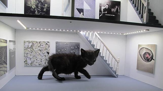 La gata Misha es la protectora de la Fundación Newcastle, por la que marcha tan campante