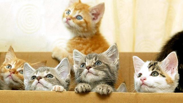 Gatos en una caja
