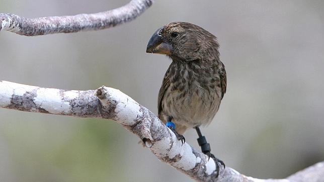 El gran pinzón terrestre (Geospiza magnirostris) en la Isla Daphne Mayor